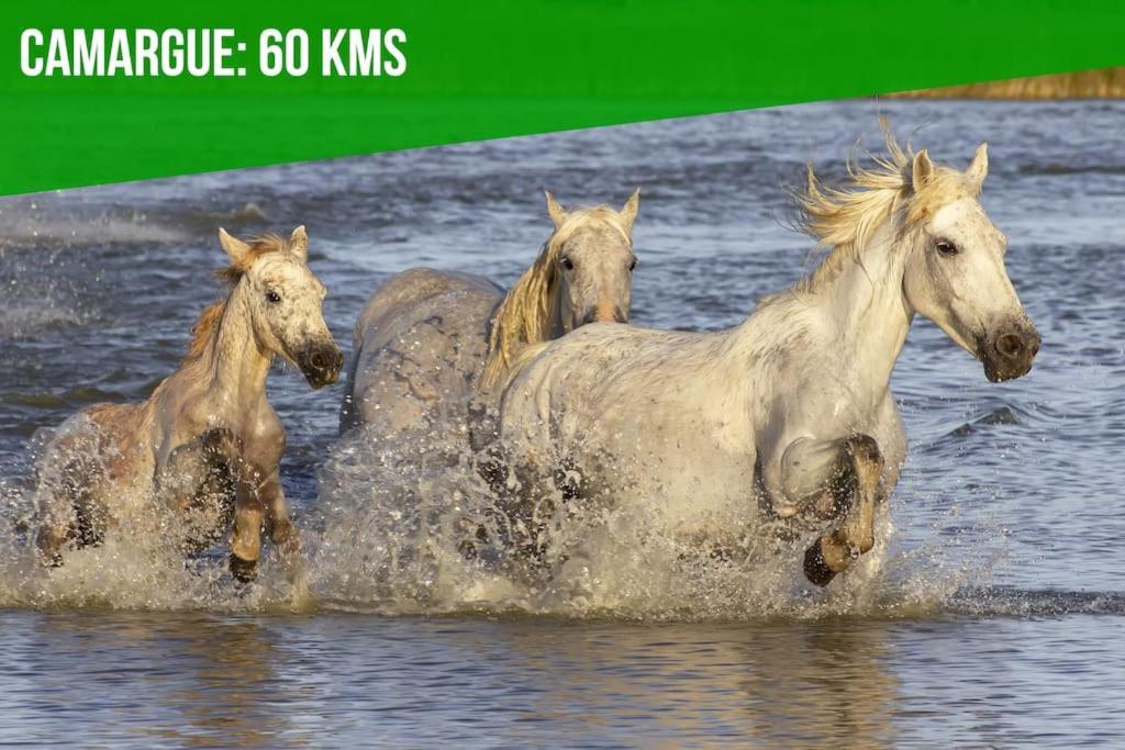 Les Felibres Daire Avinyon Dış mekan fotoğraf